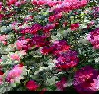 2020 Woolmers Estate Festival of Roses - Rental Cars