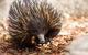 Aussie Wildlife Course - July/August/September - thumb 0