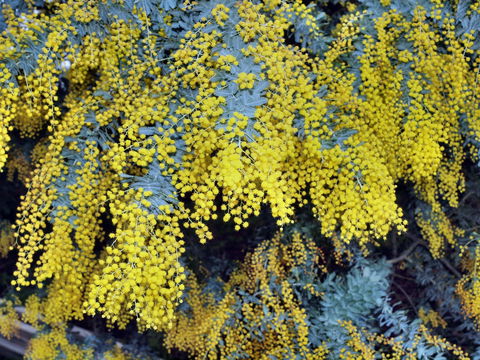 Australian Wattle Day @ The Old Bus Depot Markets - Rental Cars 0
