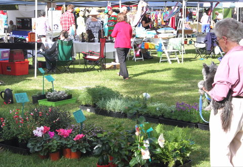 Batemans Bay Sunday Market - Rental Cars 2
