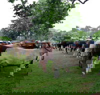 Dorrigo Agricultural Show - Rental Cars