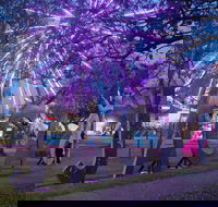 Grafton Jacaranda Festival - Rental Cars