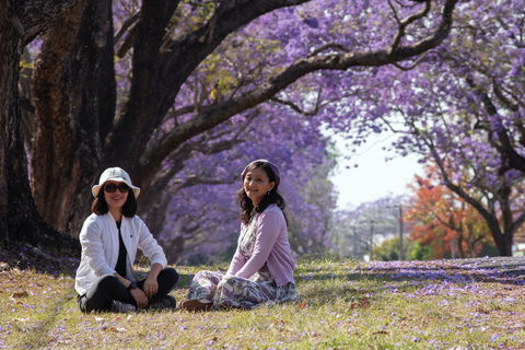 Grafton Jacaranda Festival - Rental Cars 1