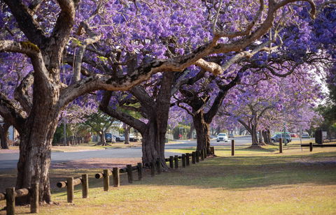 Grafton Jacaranda Festival - Rental Cars 2