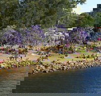 Shoalhaven River Festival - Rental Cars