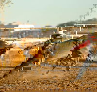 Walgett Charity Bushman's Carnival Rodeo and Campdraft - Rental Cars