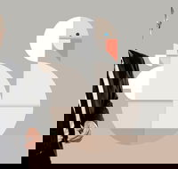 Classics Unwrapped 3 Animals - Rental Cars