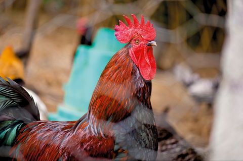 Nimbin Show - Rental Cars 0