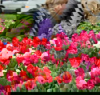 Spring Fling - Rental Cars