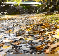 Cradle Forest Inn - Rental Cars