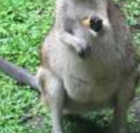 Bluewater Bed  Breakfast Cairns - Rental Cars