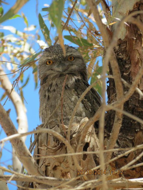 Kalbarri Tudor Holiday Park - Rental Cars 3