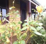 Albion Cottage - Rental Cars