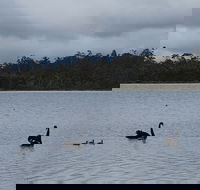 Lake Yalleena Nature Retreat - Rental Cars