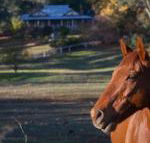 Historic Oak Hill House Estate Truffle Gourmet Festival Region - Rental Cars