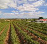 Barossa Valley Lyndoch - Rental Cars