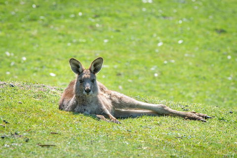 Halls Gap Motel - Rental Cars 5