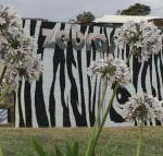 Zebras Guest House - Rental Cars