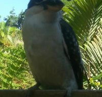 Tropic Oasis Holiday Villas - Rental Cars