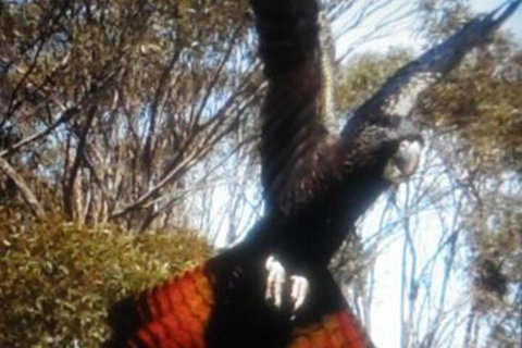 Cooinda Holiday Village - Rental Cars 1