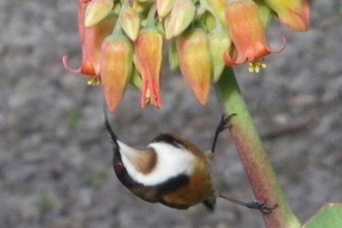 Cooinda Holiday Village - Rental Cars 6