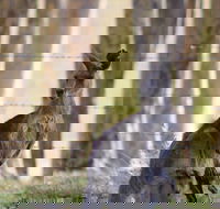 Bella Wind Bed  Breakfast - Rental Cars