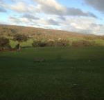 Mancuso Country Cottage Retreat - Rental Cars
