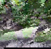 Nick Haselgrove Wines - Rental Cars