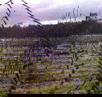 Darlington Vineyard - Rental Cars