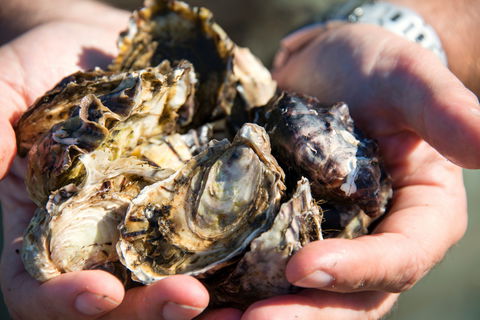 Freycinet Marine Farm - Rental Cars 2