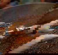 Yahava Koffeeworks - West Swan - Rental Cars