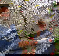 Pine Crest Orchard - Rental Cars