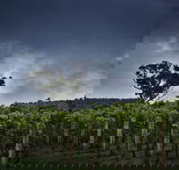 Dalrymple Vineyards - Rental Cars
