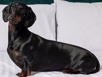 The Sebel Canberra Civic Hotel - Rental Cars 14