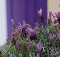 The Purple Door on Seaview - Rental Cars