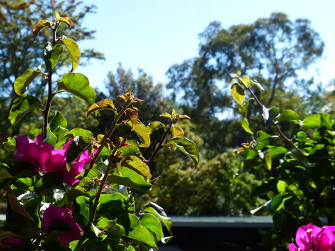 Monaco Court Apartment Adelaide - Rental Cars 11