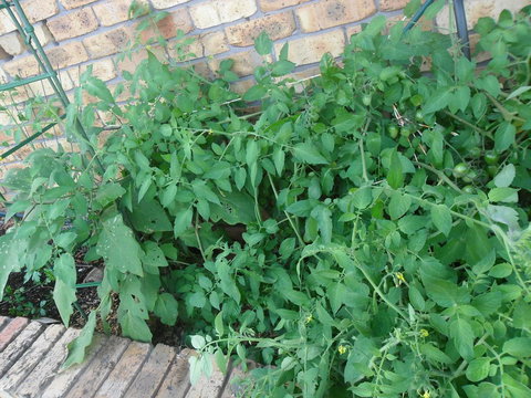 La Lagoon B&B - Rental Cars 3