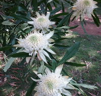 Lyrebird Gully Retreat - Rental Cars