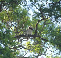 Jacaranda Hideaway Bed  Breakfast - Rental Cars