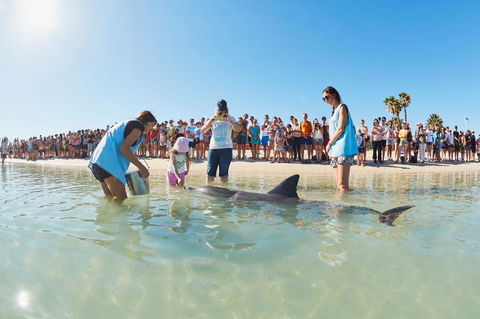 RAC Monkey Mia Dolphin Resort - Rental Cars 2