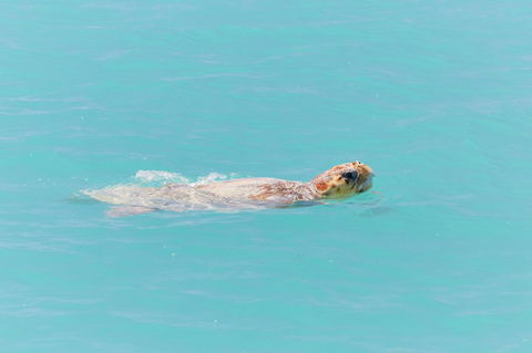 RAC Monkey Mia Dolphin Resort - Rental Cars 20