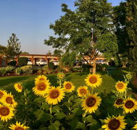 Quirindi Sunflower Motor Inn - Rental Cars
