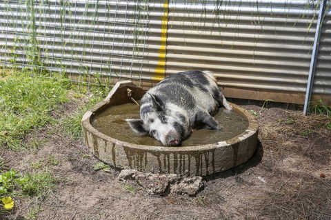 Anchors Port Campbell - Rental Cars 28