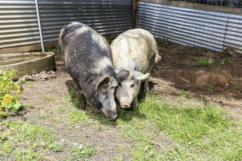 Anchors Port Campbell - Rental Cars 29