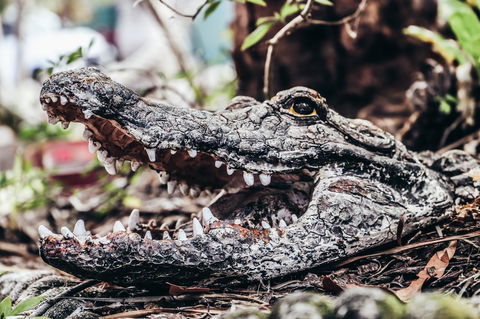 Cool Bananas Backpackers - Rental Cars 42