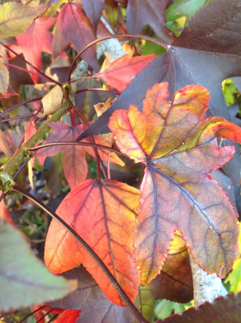 Altona Motel - Rental Cars 2