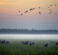 Bamurru Plains - Rental Cars