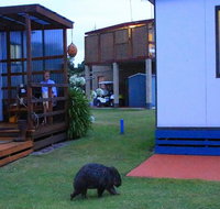 BIG4 Kelso Sands Holiday  Native Wildlife Park - Rental Cars