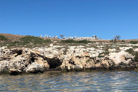 Penguin Island And Fremantle - Canoe, Chocolate & Coffee - Rental Cars 5