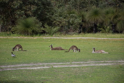 Yanchep & Lancelin - Wildlife, Cave And Sands - Rental Cars 0